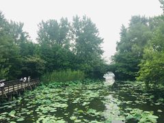 -溱湖国家湿地公园