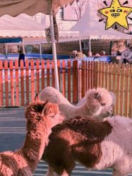 -萌宠亲子动物乐园(槐房万达店)