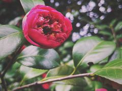 -中国科学院华南植物园
