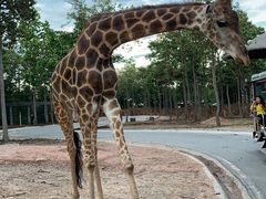 -清迈夜间动物园