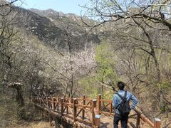 -大岭沟猕猴桃谷风景区