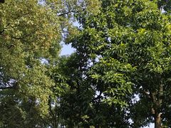-南山植物园