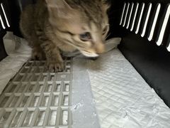-安安宠医宠物医院·异宠·犬猫内科(岳阳分院)