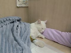 -北京观赏动物医院·24小时大型综合·猫专科·异宠专科