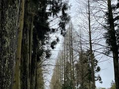 -井冈山革命烈士陵园