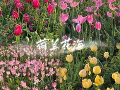 -荷兰花海