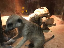 -酷嗒动物文化乐园(cutezoo西溪乐天城店)