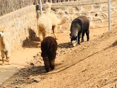 -石家庄市动物园