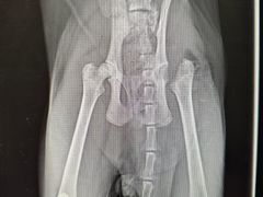 -乐琪宠物医院·犬猫专科·骨外科·急重症
