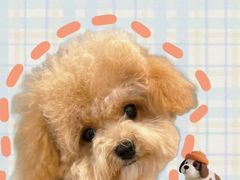 -Oh My Dog宠物沙龙(伊珊娜皮毛护理店)