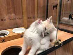 -袖虎·猫馆(体育西路店)