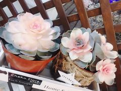 -ChaKo Flora ·茶子花艺 (市北店)