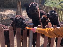 -泉州海丝野生动物世界