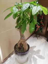 -苑苑vbeauty科技美容SPA