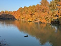 -上海海湾国家森林公园