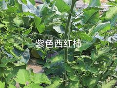 -庞各庄翠芳园西瓜蔬菜基地采摘园