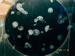 -上海海洋水族馆