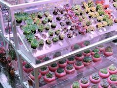 -KKV(东莞海德汇一城店)
