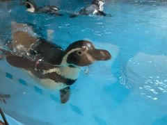 -帝企鹅自助餐厅•儿童岛•真企鹅(长隆企鹅酒店)