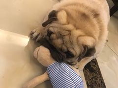 -安安宠医·安宠宠物医院