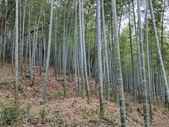 -上海佘山国家森林公园天马山园