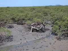 -北海金海湾红树林生态旅游区