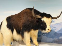 -陕西自然博物馆