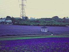 -紫颐香薰山谷景区