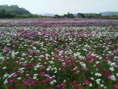 -径山花海