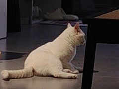 -琪喵猫屋·撸猫猫咖·猫舍