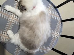 -藏猫猫咖啡主题馆(中央大道店)