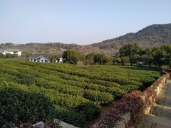 -中国茶叶博物馆(双峰馆区)