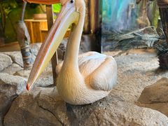 -海合安武汉极地海洋公园