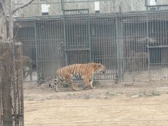 -秦皇岛野生动物园