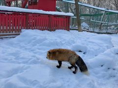 -宫城藏王狐狸村