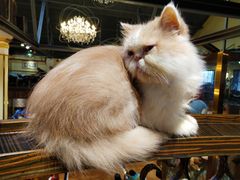 -more than meow吴止猫主题餐厅(承德 中船汇店)