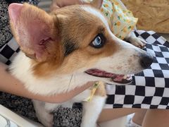 -怪兽屋·羊驼·猫咖·狗咖(俊华广场店)