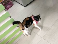 -守诺宠物医院·眼科· 特色牙科·异宠专科(虹口店)