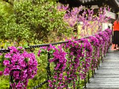 -南汇桃花村