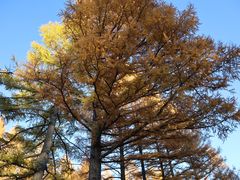 -塞罕坝国家级自然保护区