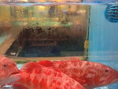 -阿伟海鲜楼·福建菜(延寿店)