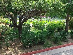 -莲花池公园