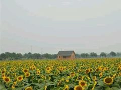 -兰陵国家农业公园