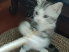 -东方名猫馆·英短金渐层布偶猫舍(环线广场1号楼店)