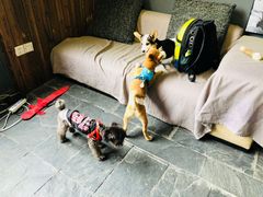 -百好乐宠物友好餐厅(朝外大街店)