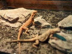 -帕帕拉兹宠物(亚洲旗舰店)