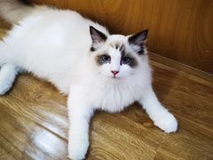 -滚猫咖啡·猫咖·猫友好撸猫(未来城店)