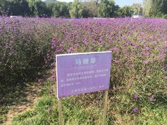 -北京东方普罗旺斯薰衣草庄园