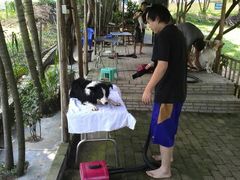免费洗吹，只是要自己动手而已-良成狗狗乐园