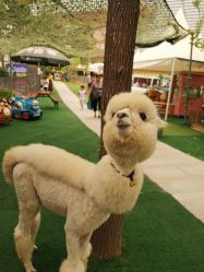 -萌宠亲子动物乐园(槐房万达店)